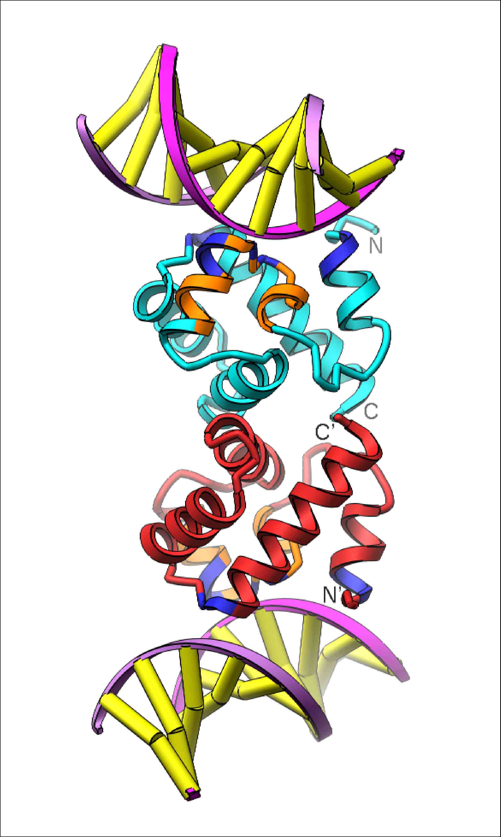 BAF-DNA Interaction