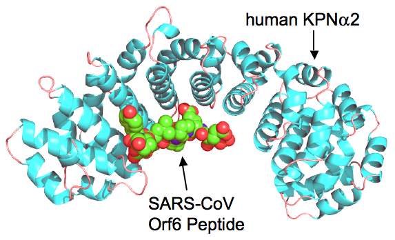 karyopharin - Orf6